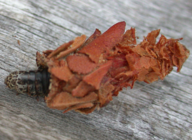 Evergreen Bagworm